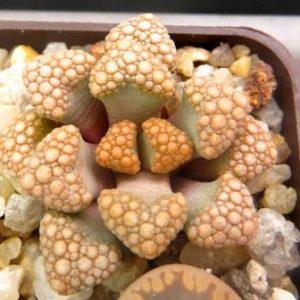 titanopsis hugo-schlechteri