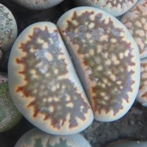 lithops salicola reticulata