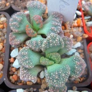 titanopsis calcarea
