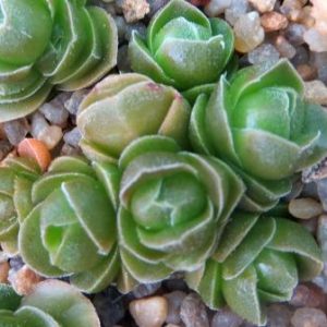 crassula emerald