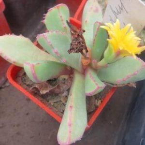 carruanthus peersii