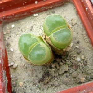 ophthalmophyllum longum