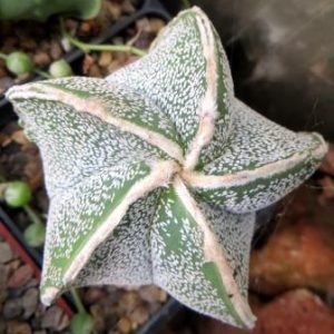 astrophytum fukuryu haku jo