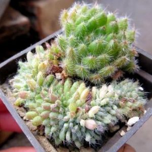 echeveria setosa cristata