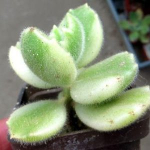 cotyledon ladismithiensis variegata