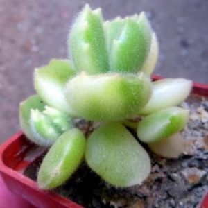 cotyledon ladismithiensis variegata