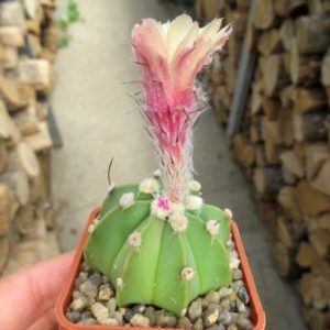 astrophytum hybrid