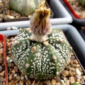 astrophytum hybrid