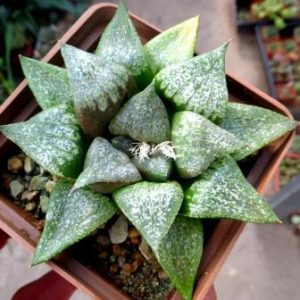 haworthia picata hybrid