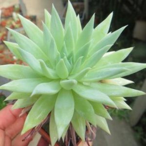 Dudleya farinosa