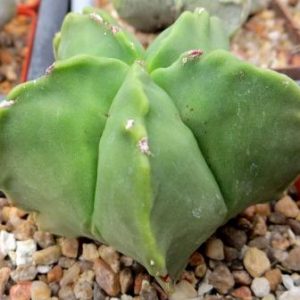 astrophytum hybrid