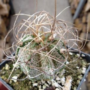 astrophytum capricorne weisse stachel