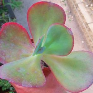 Echeveria Zorro