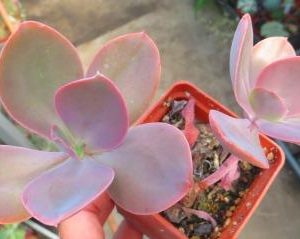 echeveria spec