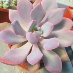 graptoveria debbie