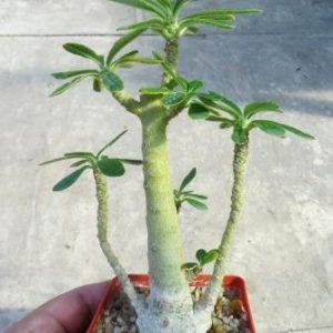 dorstenia gigas
