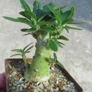 dorstenia gigas