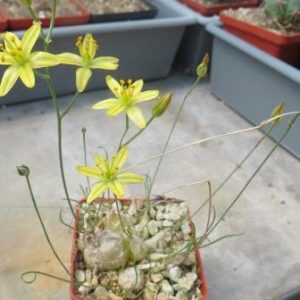 drimia osmynellum