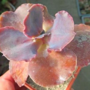 echeveria spec