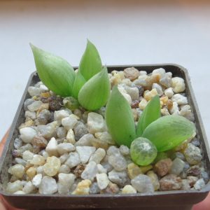 bulbine mesembryanthemoides