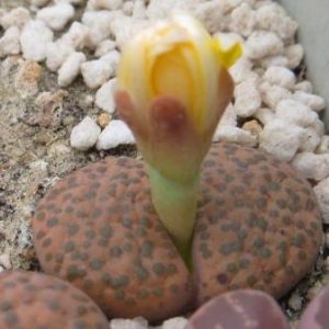 lithops fulviceps