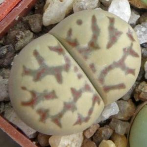 lithops dorotheae с 124