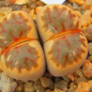 lithops dorotheae