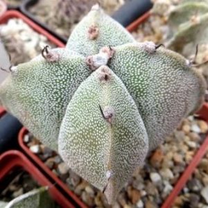 astrophytum hybrid