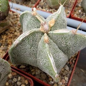 astrophytum hakuun hybrid