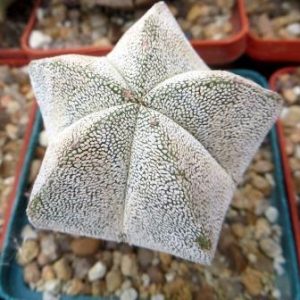 astrophytum myriostigma