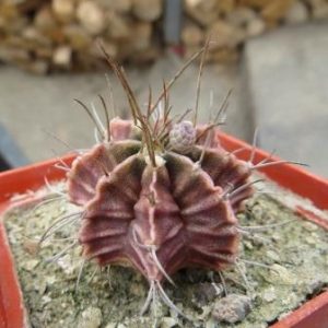 gymnocalycium agua dulce x friedrichii