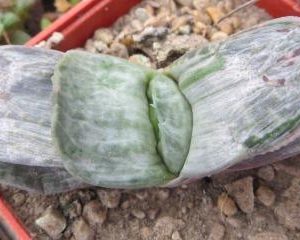 gasteria misuzu no fuji