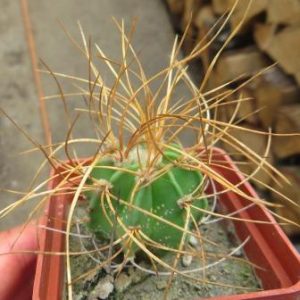 astrophytum senile v. aureum