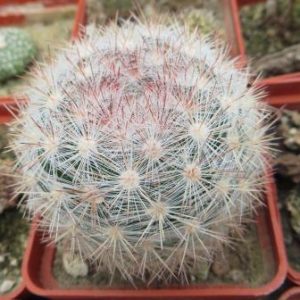 mammillaria candida