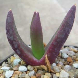 glottiphyllum spec