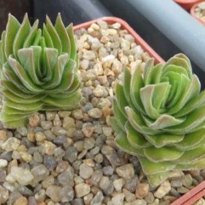 crassula buddha's temple