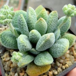 crassula tecta hybrid