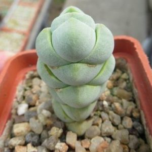 crassula plegmatoides