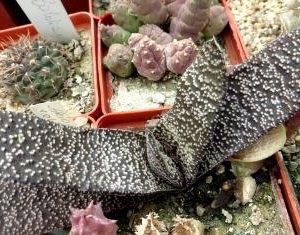 gasteria armstrongii