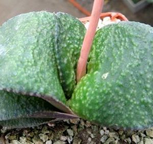 gasteria armstrongii