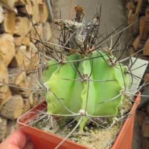 astrophytum crassispinum blackre,куб  9 см