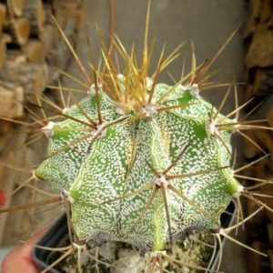 astrophytum ornatum var. mirabelli