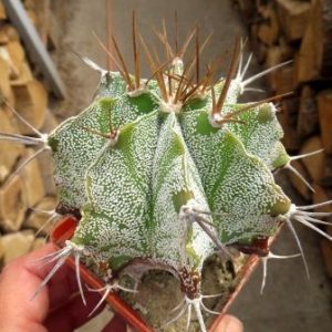 astrophytum ornatum var. mirabelli