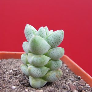Crassula deceptor hybr.