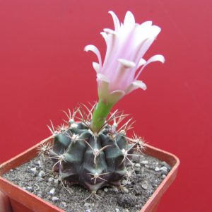 Gymnocalycium michanovichii