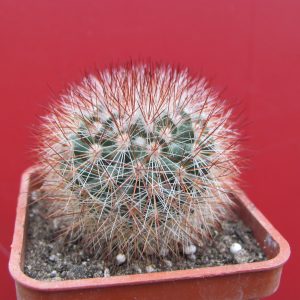 Mammillaria spinosissima