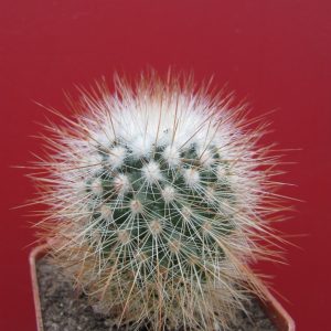 Mammillaria spinosissima albispina