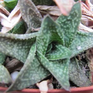 Aloe discoingsii hybr.