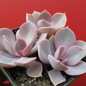 Echeveria Purple Pearl   3 вместе
