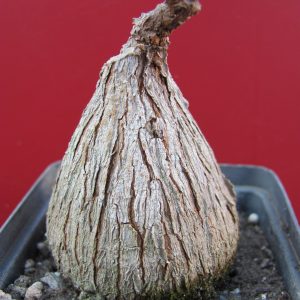 Fockea natalensis